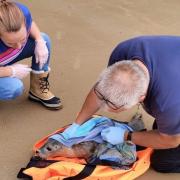 HELPING HANDS: Experts from  British Divers Marine Life Rescue tend to a seal on Walton beach