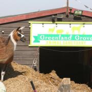UNDER THREAT: The Greenland Grove Animal Sanctuary is in need of financial support