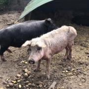 Seriously Emaciated - Jason Ovenden was charged on January 12 for his mistreatment of pigs.