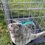 Settled - The seal safely caged after its rescue.