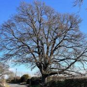Beautiful - Oak tree in Tendring could be cut down
