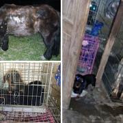 Seized - these animals have been rehomed by the RSPCA after being seized in Feering