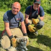 Clacton firefighters rescue 1-year-old pooch stuck in bushes and brambles