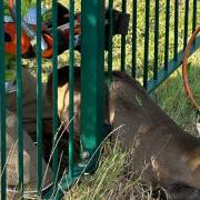 Aid - Fire crews came to the rescue of the deer