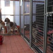 Kennel - The dog was held at the kennel after the Tendring dog warden found Missy Lou