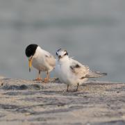 Success story - litter terns
