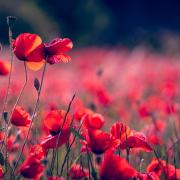 Remembrance - Poppies in a field