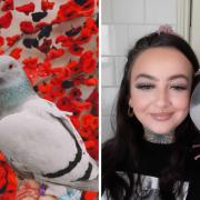 Missing - Pigeon Evie has been missing since the end of November, leaving her owner worried