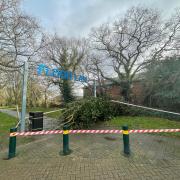 Carnage - a fallen tree on Severalls Industrial Estate