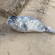 Saved - The seal pup on Frinton beach