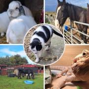 Familiar Friends - Animals at the sanctuary