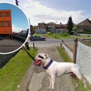 Escape – Andrew Watt's dog, Gnarler, was said to have 'caused substantial injury'