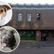Sentencing - Robert Manton is set to be sentenced for failing to ensure the welfare of a Staffordshire Terrier called Bruce and a Jack Russell called Snoop