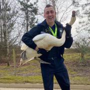 Hot Fuzz - PCSO Lee Compton holding a swan which tried to cross the road in Stanway