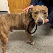 Dog - an image of the Staffordshire bull terrier called Bruce after being found by the RSPCA