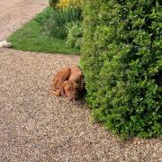 Discovery - Roxy was discovered curled up on a driveway behind a bush in Boxted