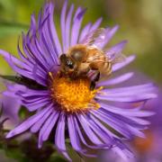 Beauty - a bee on a flower