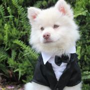 Fancy - Dogs are set to don their best clothes to celebrate the Queen's Platinum Jubilee