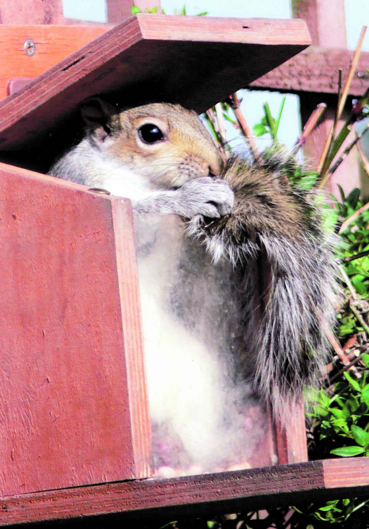 Bob Cowling - crafty squirrel