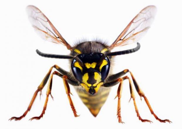 Clacton and Frinton Gazette: A wasp